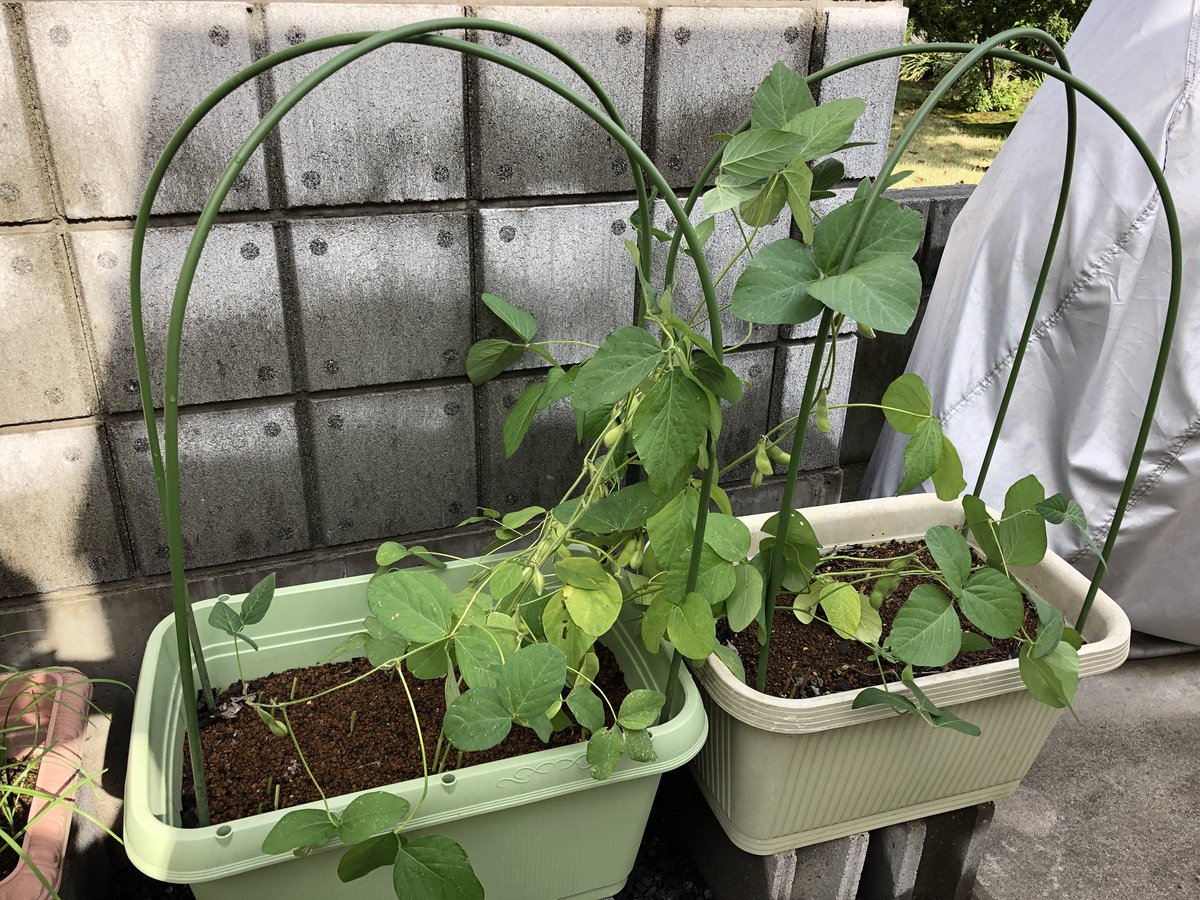 辛口sakura 最後の枝豆を収穫 今年は4月末から プランターに時期をずらして3回播種 最後の苗は徒長しまくりだった 家庭菜園 プランター栽培 枝豆 ふさみどり 徒長