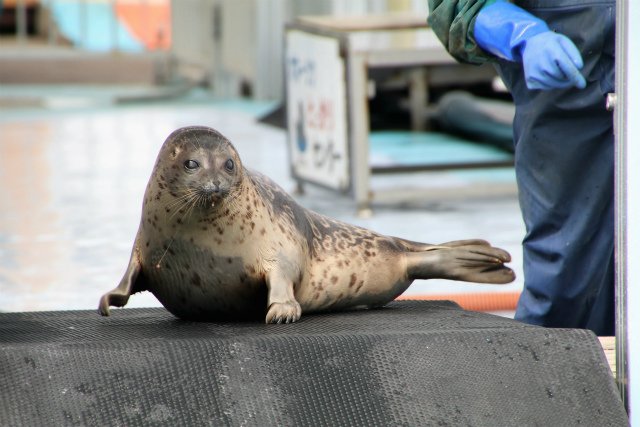 love ponsuke🦭forever (@ponsukeforever) / Posts / X