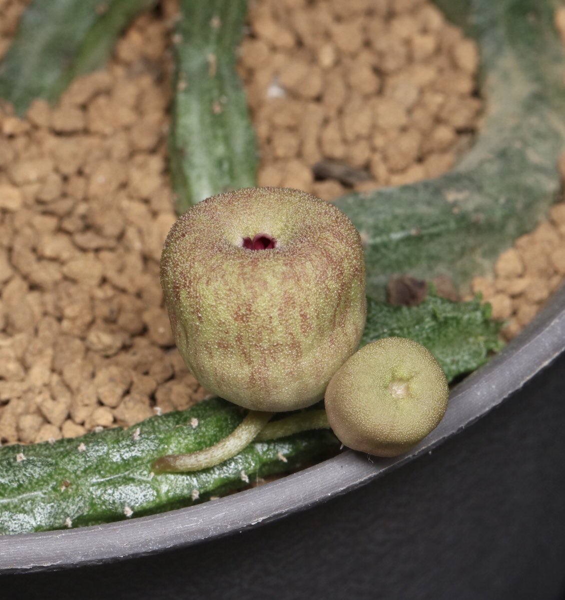 Twitter 上的 丸山宗利 Maruyama ガガイモ界はもちろん 植物界きっての奇花echidnopsis Malumが開花した 学名 の種小名はラテン語でリンゴの意味 その名の通りリンゴそのものの形をしている 花の大きさは1 5センチほど 最近の涼しさで一気に成長して花芽が膨らんだ