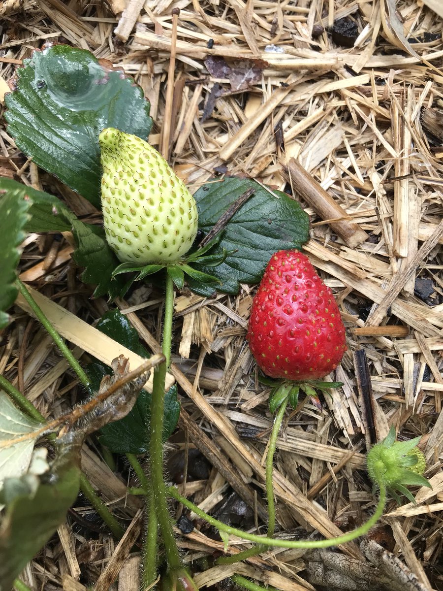 CoffeeIndulge's tweet photo. #Strawberry #closertotheclouds #hamptonqld #microclimate #NewSeason #raisedgardenbeds https://t.co/NSjLWR6TTY