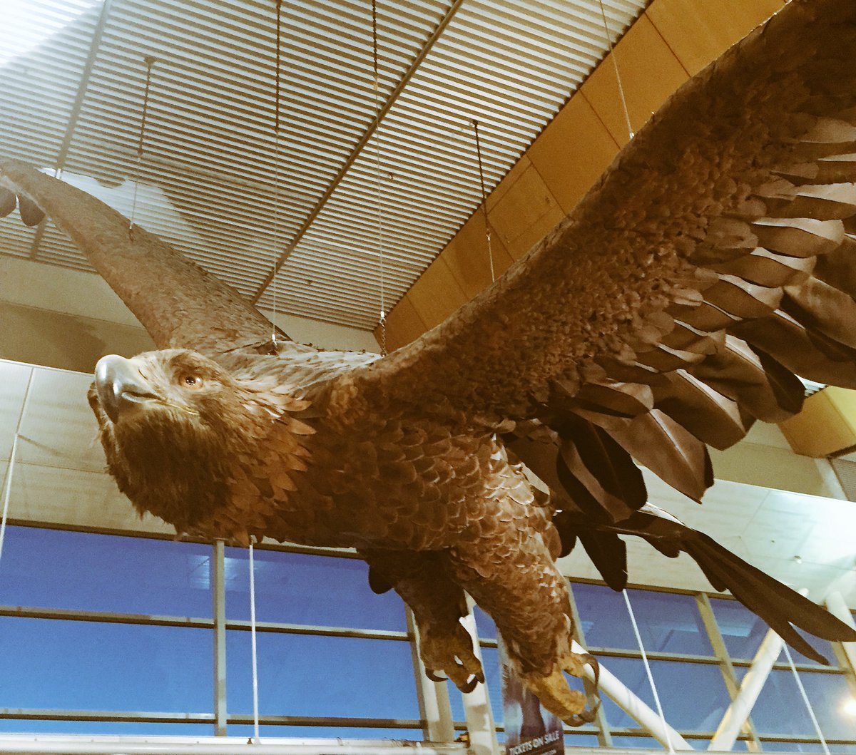 LillianTahuri's tweet photo. I always like seeing these guys when I’m at a Wellington airport #MiddleOfMiddleEarth #wellington #newzealand #auckland https://t.co/QK0J5ofrzb