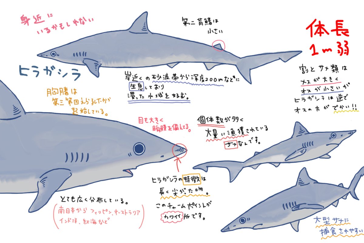 めかぶ 世界のサメ大全発売中 メジロザメ目メジロザメ科のサメ 小型のサメで歯も小さい 生息深度は選ばず 表層から海底まで見られる 分布も広く繁殖力もあるので数も多いはずなのだが割と目立たなくマイナーなサメかもしれない でも水揚げ量は