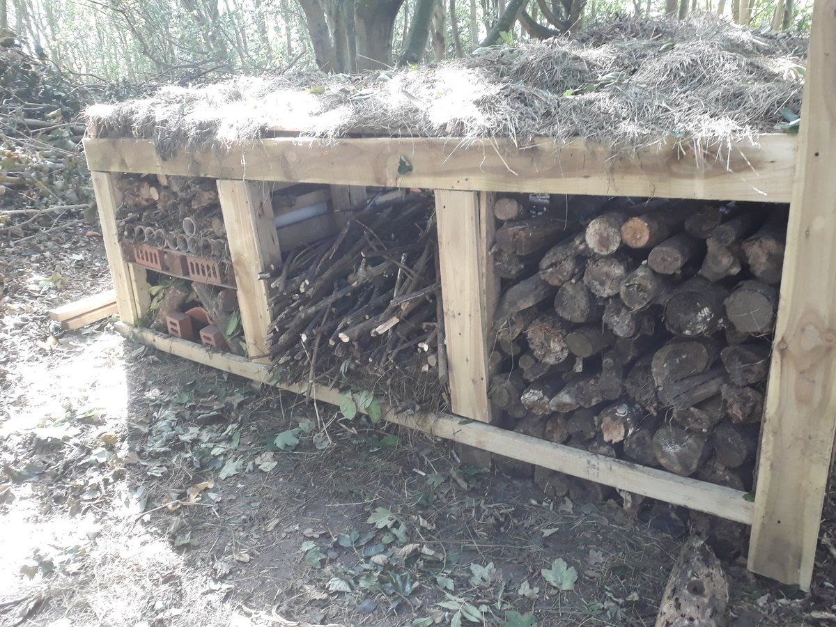 A couple of shots showing some of the progress on the Minibeast Mansion this week. Still a way to go but it's coming on slowly. 25 cubic metres here we come!!! <a href="/Travcini/">Travis Clark</a>
#minibeastmansion #ecoskegness #lovelifeinthewoods  #loveyourjob #autumndays🍁