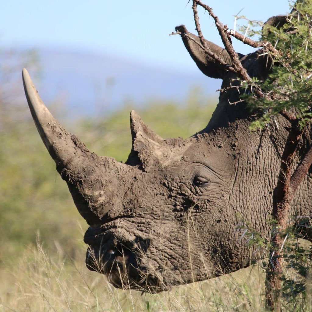 BevMoyle's tweet image. Celebrating World Rhino Day 2018