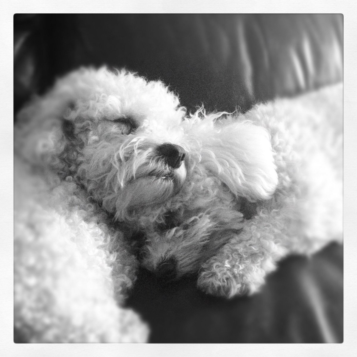 smithymanderz's tweet photo. #saturday My one lay-in of the week, so why is the dog determined to wake the dead #alfie #bichon #grumpyolddog #dogsoftwitter https://t.co/RN99QUbarr