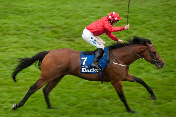 CPStudOfficial's tweet image. He can do no wrong at the moment.. @CPStudOfficial's G1 July Cup winner #MAYSON. The stunning son of Invincible Spirit sired 2 winners yesterday and a new BLACK-TYPE performer in MAYLEAF SHINE. Today TRUE MASON contests the G2 Dubai Duty Free Mill Reef Stakes @NewburyRacing