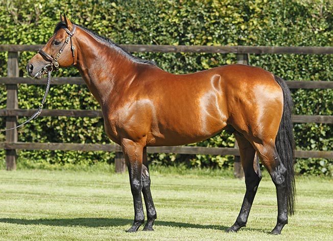 CPStudOfficial's tweet image. He can do no wrong at the moment.. @CPStudOfficial's G1 July Cup winner #MAYSON. The stunning son of Invincible Spirit sired 2 winners yesterday and a new BLACK-TYPE performer in MAYLEAF SHINE. Today TRUE MASON contests the G2 Dubai Duty Free Mill Reef Stakes @NewburyRacing