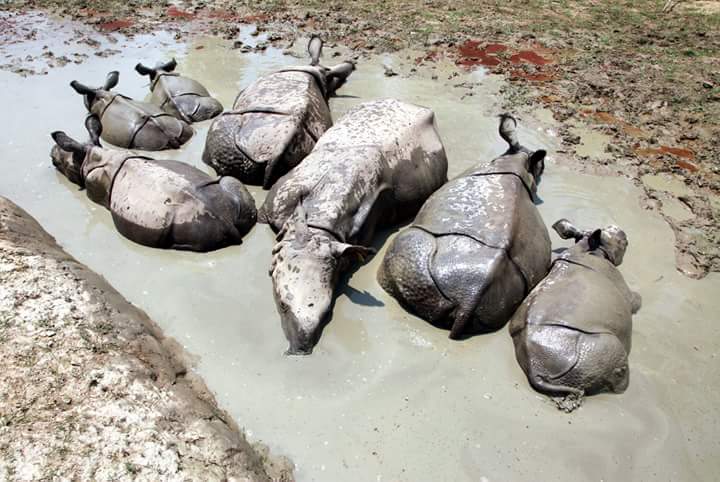 Wildlife Trust of India tweet media