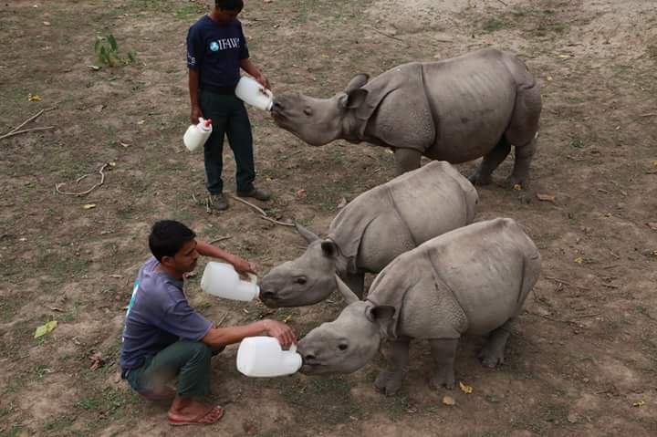 Wildlife Trust of India tweet media