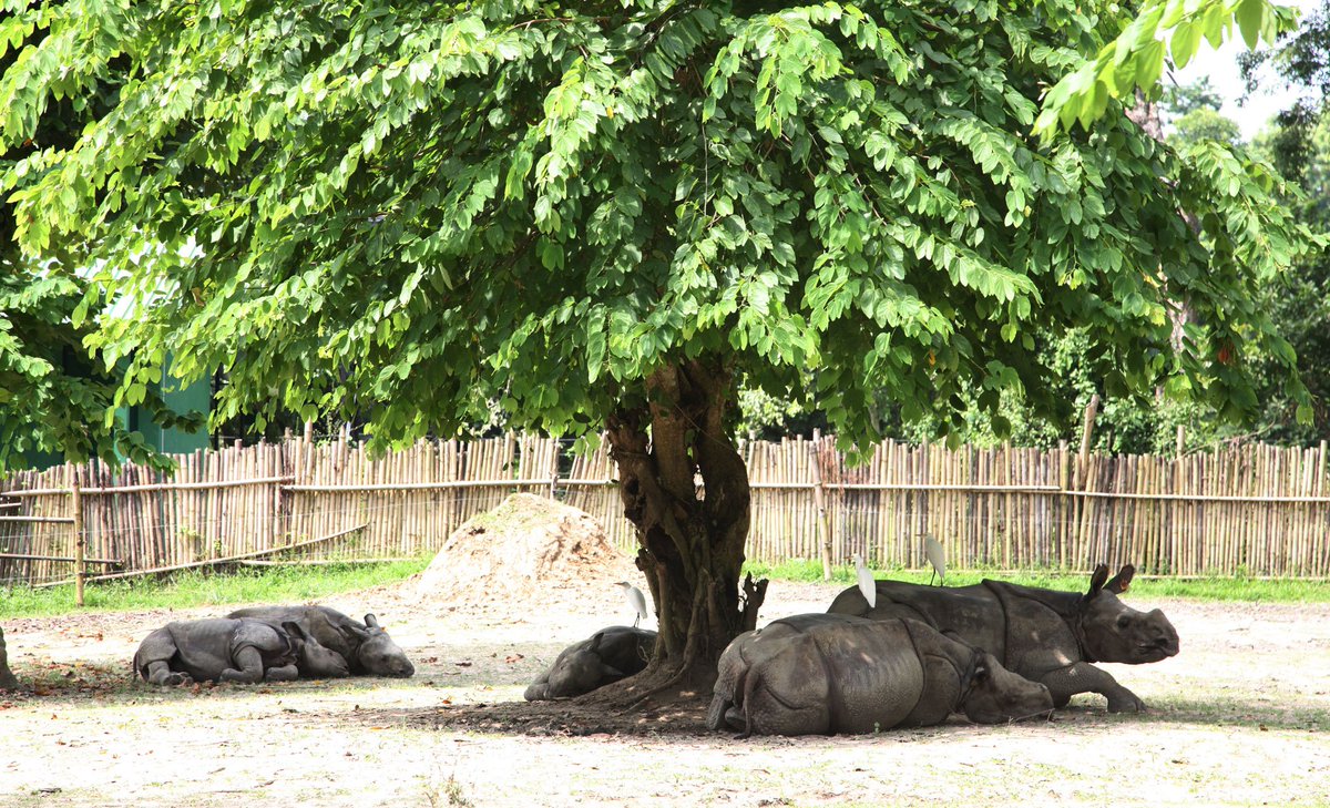 Wildlife Trust of India tweet media