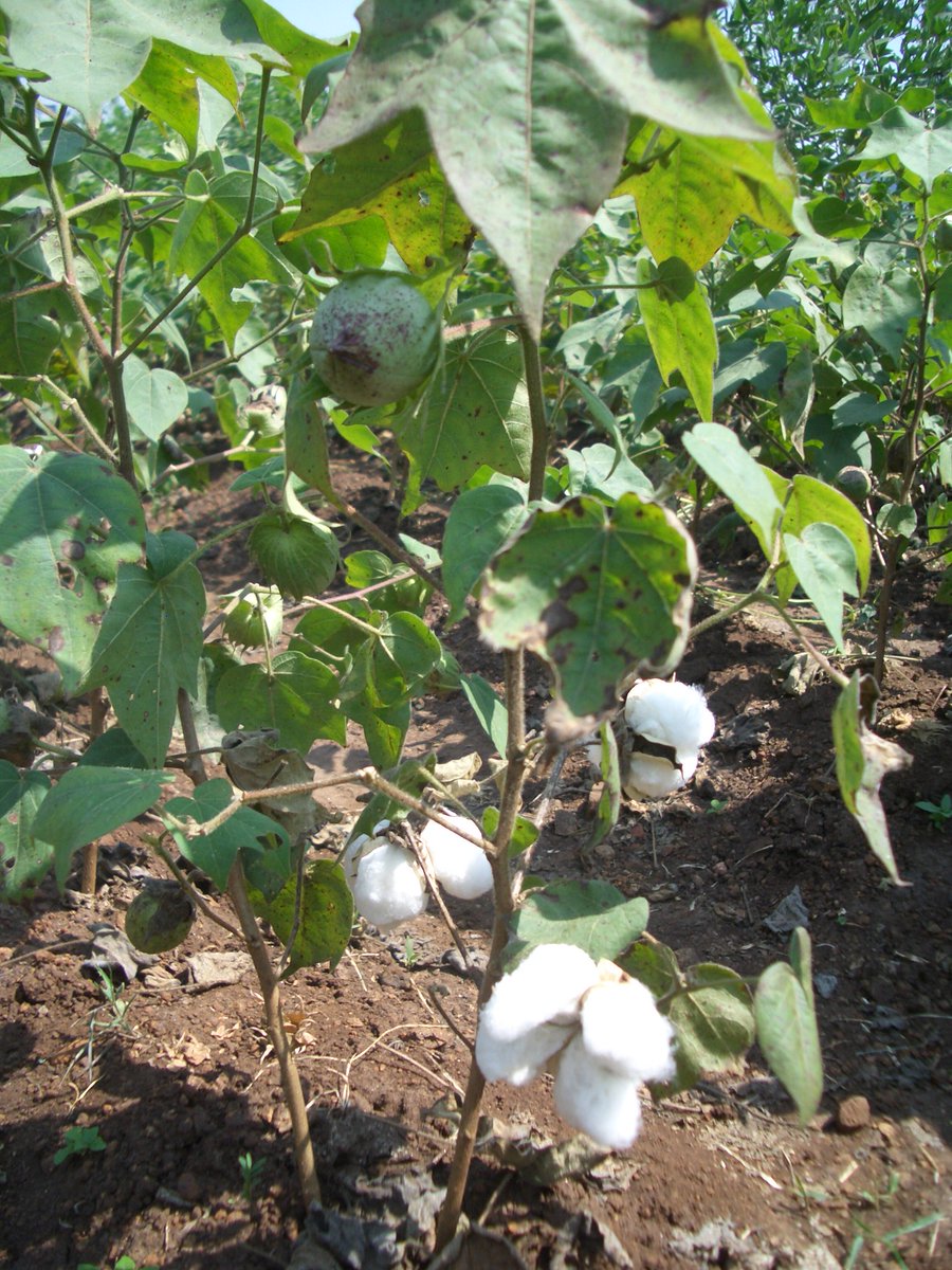 Cotton is known as a thirsty crop due to the amount of water it consumes, but traditional varieties are actually drought resistant and can thrive in dry and saline conditions. Learn about cotton's changing eco credentials in our article for <a href="/khadi_london/">Khadi London CIC</a>: bit.ly/2QPRnHZ