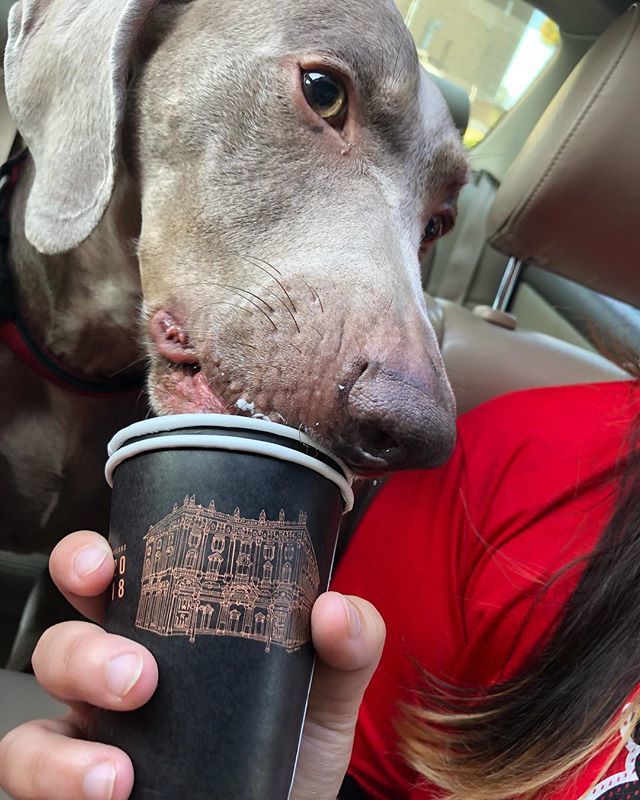 KellyDouglas's tweet image. Being an only dog is ruff - Hitch prolly.  #hitchdidit #pupuchino #bestlife ift.tt/2Q1FEFd