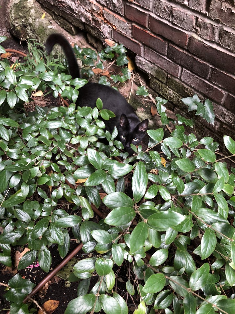 ModelCarolAlt's tweet image. Country Kitty! Found Sam had gotten out and was roaming the garden!!#WhereIsSam #SammySaturday #RescueKitty #RescueCat #RescueAnimal #BlackCatsRule #BlackCatrule #Cat #Cats #Kitty #Kitties #AnimalLover #FurBaby