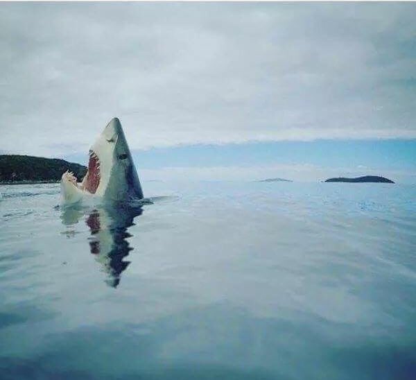 YouHadOneJ0B's tweet image. A rare image of a shark stepping on a Lego.