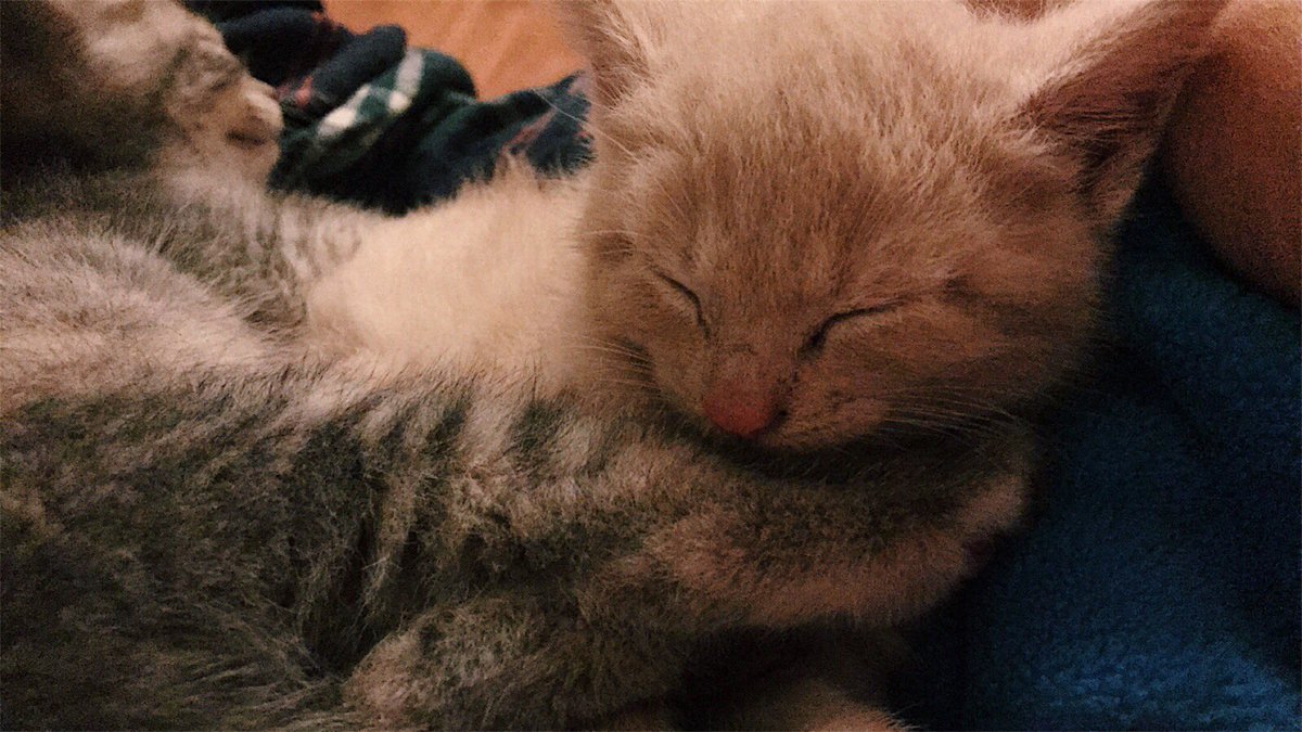 samsilvs5's tweet photo. guys....I am so obsessed with my kitten. SO obsessed.😭🖤 https://t.co/G1g2J4s3aA