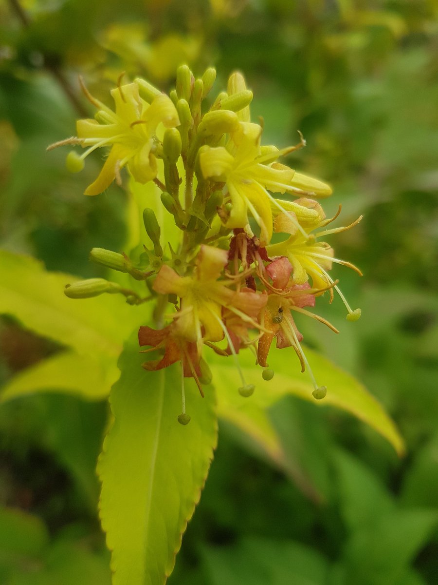 ABJP49's tweet photo. Diervilla rivularis HONEYBEE 'Diwibru01' reblooming now with yellow and orange bells.  #newplants #plants #gardening #garden #jardin #fleur https://t.co/BgP2iXHnVt