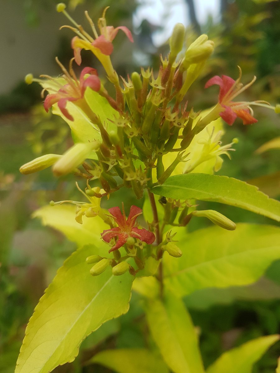 ABJP49's tweet photo. Diervilla rivularis HONEYBEE 'Diwibru01' reblooming now with yellow and orange bells.  #newplants #plants #gardening #garden #jardin #fleur https://t.co/BgP2iXHnVt
