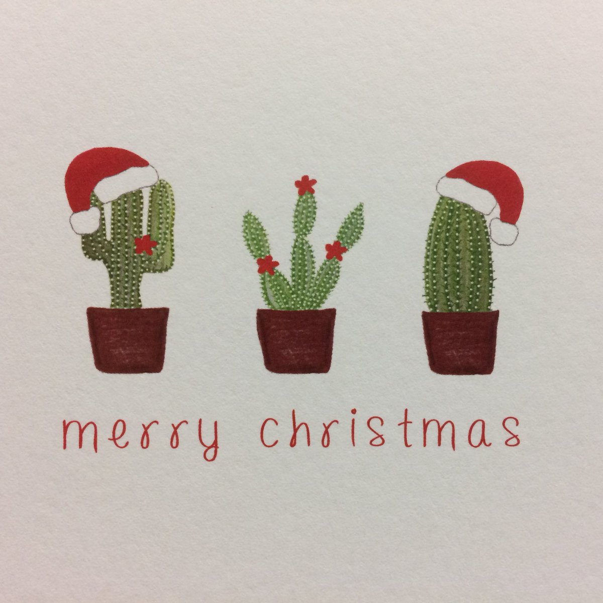 Sorry folks...Christmas is coming!! Even the Cactus on press this morning for <a href="/StrawbGrace/">Strawberry Grace</a> are getting ready!!