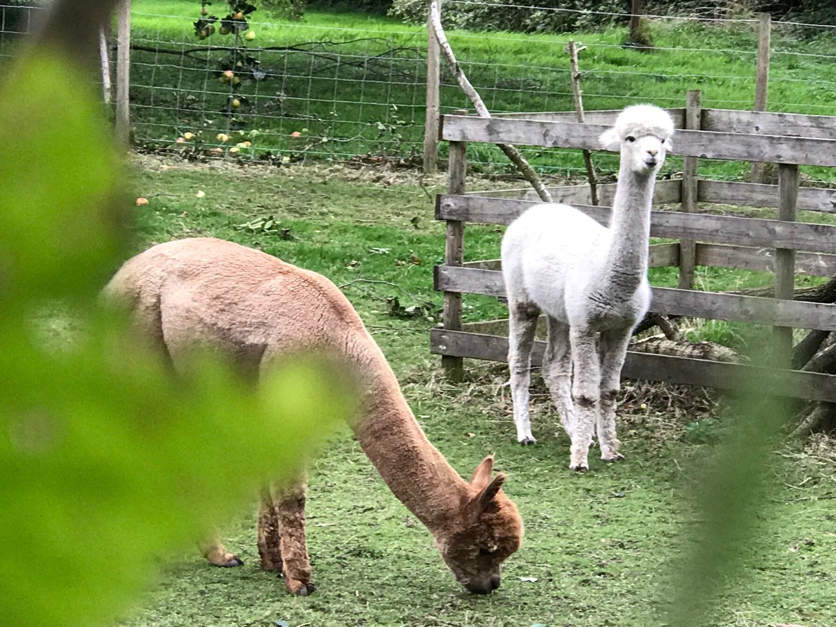 hellocommspr's tweet photo. We've seen the Alpaca & Llama trend growing throughout the year, do you think they are going to take over the Unicorn trend?? #Trendspotting #Trends #Llama #Unicorn #Llamacorn #HelloPR #PR #Work #HelloFavourites #HelloComms https://t.co/9pqfNts46Q