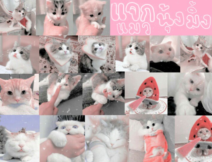 ϟ ˟ ♡ 🌈 (กาตุ่ย)🦄 ♡ ` ⑅ ϟ tweet media
