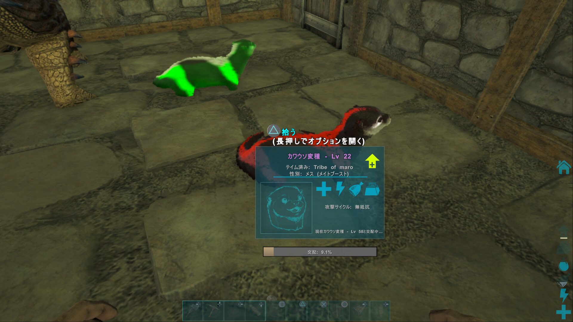 マロくん これでクリスマスカラーカワウソ作る Ark Ark恐竜交換 Arkフレンド募集 マロくん これでクリスマスカラーカワウソ作る Ark Ark恐竜交換 Arkフレンド募集