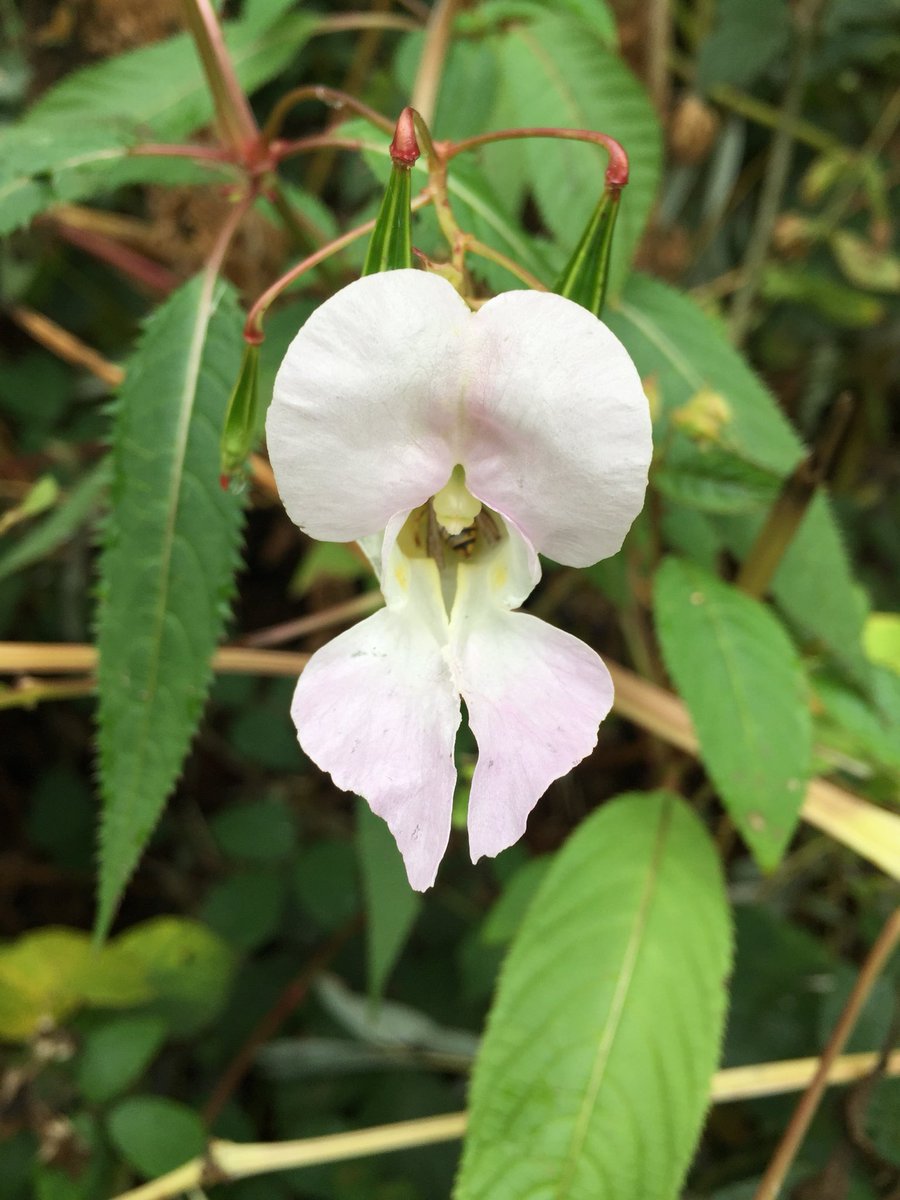 Spot the pasta vagina #lookalike #kiln #goodbyewalk