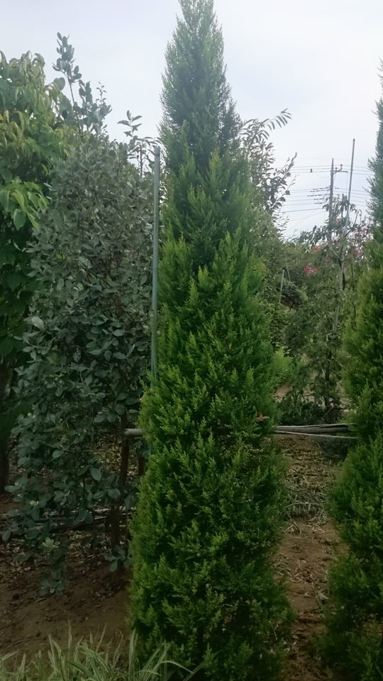 山田植木 V Twitter 人気のコニファー ゴールドクレスト ウィルマのご紹介です コニファー ゴールドクレスト ウィルマ 販売 T Co Z0limmjf41 T Co 413wzacas2 Twitter