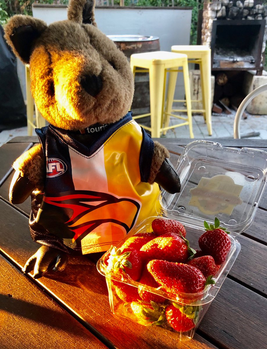 WillyQuokka's tweet photo. Celebrating the #Eagles win with a punnet of delicious #Strawberries 🦅 #WesternAustralia https://t.co/FHwoxHdxaK