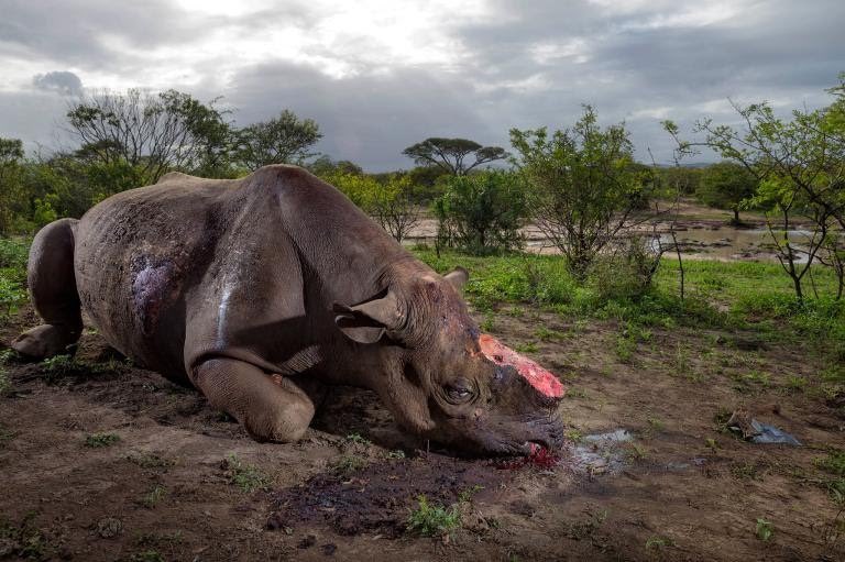 Dr_Dan_1's tweet photo. We fondly sentimentalize mythical creatures while "unicorns" among us are slaughtered. The world has lost 95% of its #rhinos in the last 40 years - #extinction is not far away. What then, reminisce about how “magical” they were? RT #WorldRhinoDay (image by @BrentStirton @NatGeo) https://t.co/ySbUec70CM