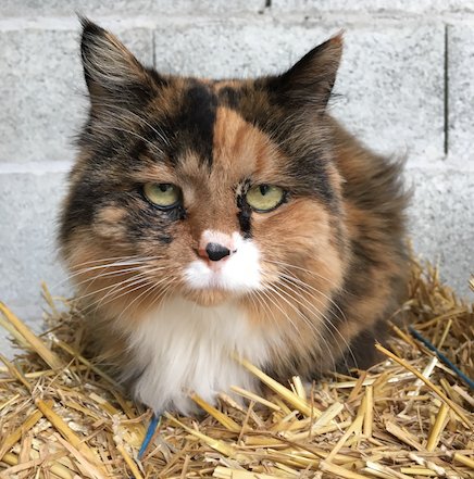 Alerte Animaux Perdu On Twitter Perdu Chat Noir Blanc