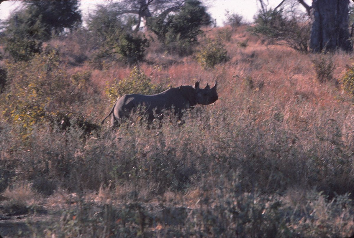 Once abundant in Ruaha, Black Rhinos were wiped out in the early 1980s. This photo is considered to be one of the last photos ever taken of a Rhino in Ruaha!
#IkukaSafariCamp #Ruaha #WorldRhinoDay #worthmorealive
Photo Credit: Colin Congdon