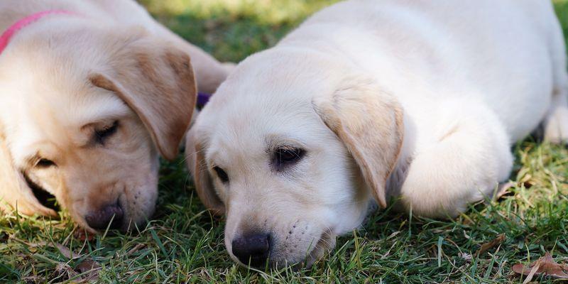 El #SEPRONA de #Castellón investiga el envenamiento de 5 perros y 2 gatos en #Segorbe. 

Como suele ser habitual en este tipo de delitos, el #veneno estaba presente en trozos de carne puestos como cebo.

elperiodicomediterraneo.com/noticias/suces…