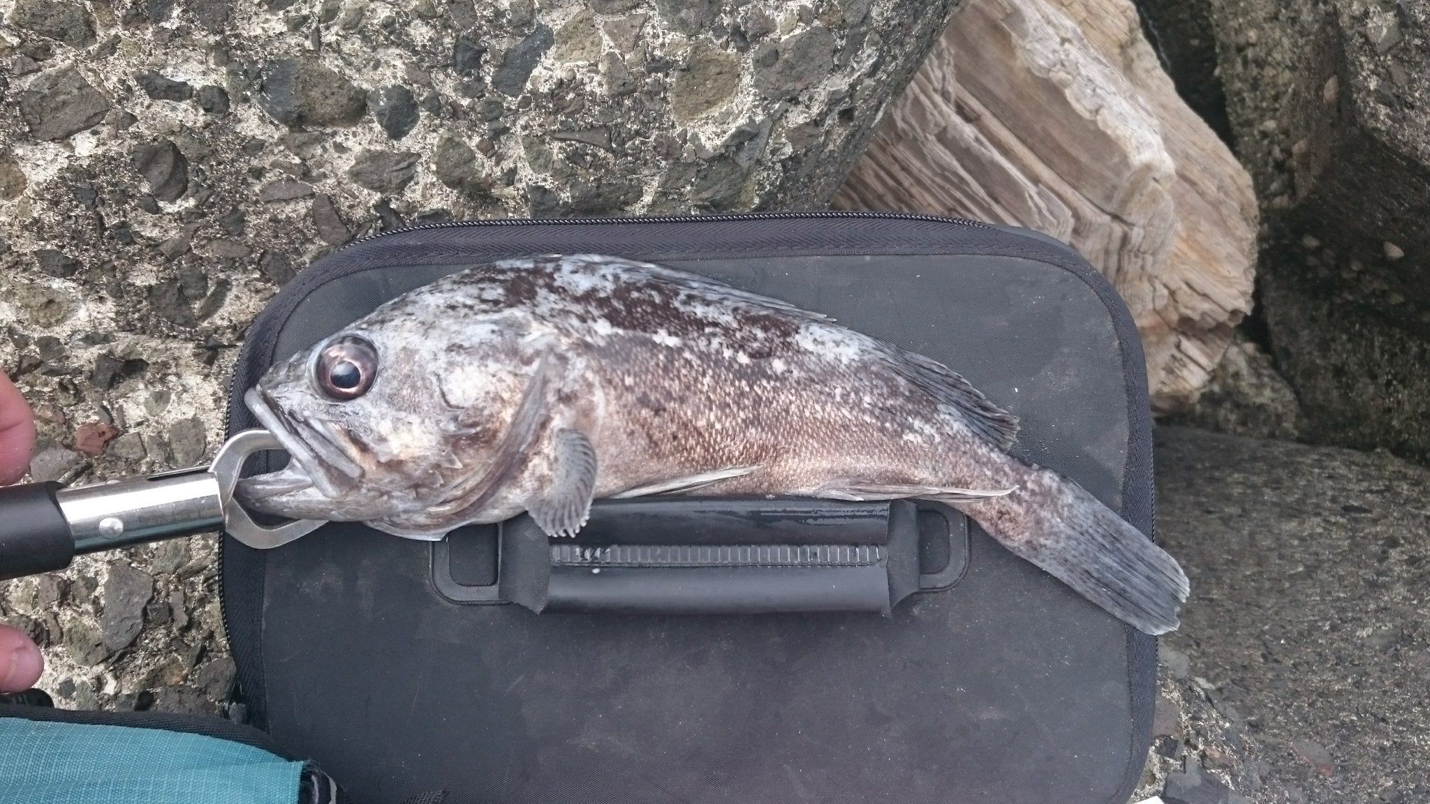 釣り愛好家 朝里駅周辺で穴釣りをしてきました 23 29cmのクロソイ多数 23 26cmのハチガラ3匹 25cm位のアブラコ1匹 10 cmのガヤ多数が釣れました 朝里で29cmのソイがワームで釣れるとは思ってなかったので痩せてはいたけど凄く嬉しかったです