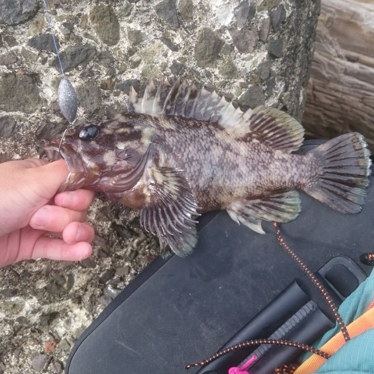 釣り愛好家 朝里駅周辺で穴釣りをしてきました 23 29cmのクロソイ多数 23 26cmのハチガラ3匹 25cm位のアブラコ1匹 10 cmのガヤ多数が釣れました 朝里で29cmのソイがワームで釣れるとは思ってなかったので痩せてはいたけど凄く嬉しかったです 釣り愛好家 朝里駅周辺で穴釣りをしてきました 23 29cmのクロソイ多数 23 26cmのハチガラ3匹 25cm位のアブラコ1匹 10 cmのガヤ多数が釣れました 朝里で29cmのソイがワームで釣れるとは思ってなかったので痩せてはいたけど凄く嬉しかったです