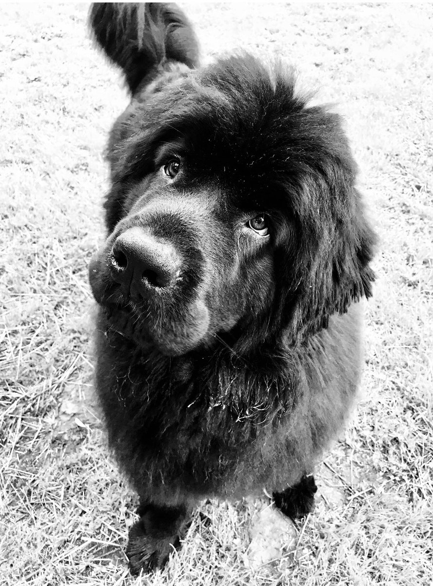yellowlablover's tweet photo. Maximo #dog #blacknewf #blackbeauty #newfiesarethebestdogsever #newftastic #photogenicnewf #mybaby #newfy #newfi #newfie #gorgeous #newfoundlanddog #newfy #newffloof #newfies #newflove #newflover #blacknewffloof #mysweetboy #maryland #newfiesrule #gentlegiant #loveabound https://t.co/PLiaZCcw8h