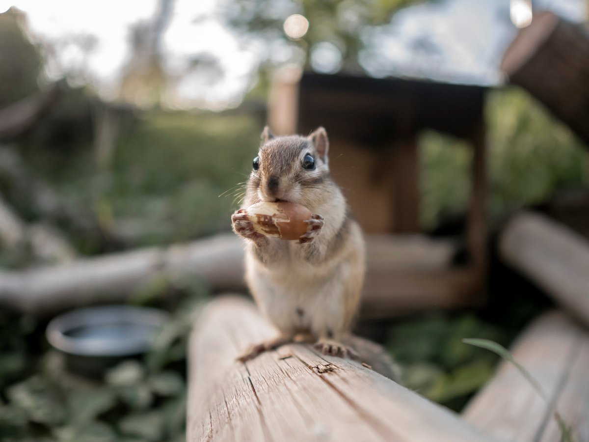 √完了しました！ どんぐり 食べる 動物 275027どんぐり 食べる 動物