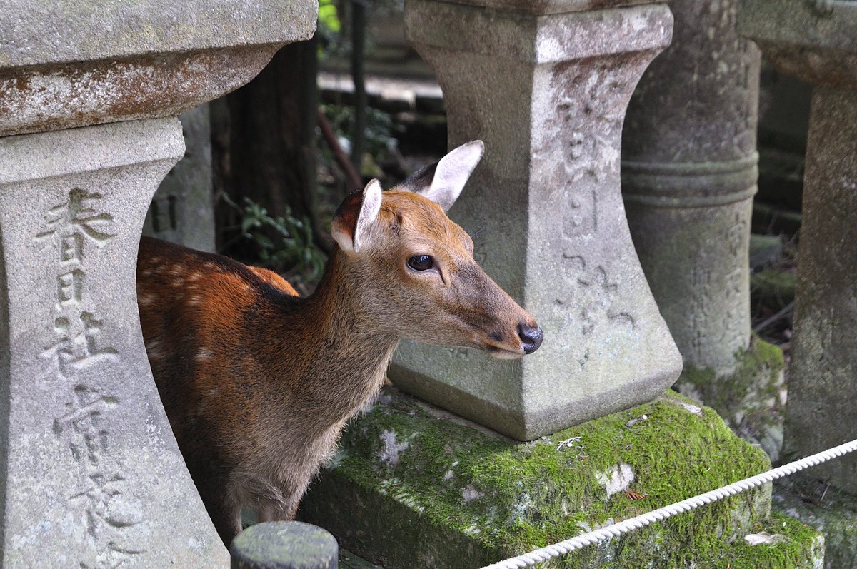 Uzivatel Everyday12 Na Twitteru 春日大社の鹿 かわいいような 恐いような 常にエサを狙っている奈良の 鹿 ﾄﾞｷｯ 奈良県 奈良市 春日大社 鹿 シカ かわいい ちょっと恐い フォトジェニッ ファインダー越しの私の世界 相互フォロー