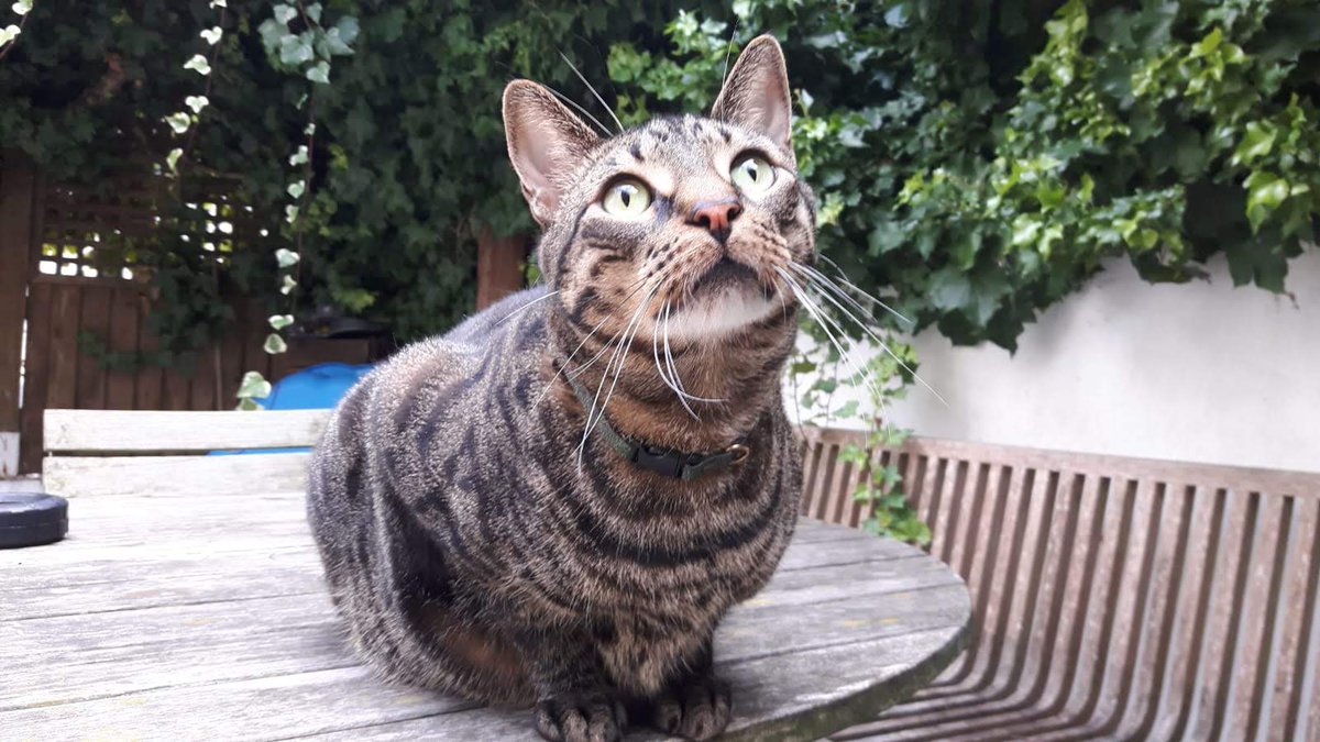 HHinLDN's tweet photo. DID YOU KNOW cats are sensitive to vibrations and are said to be able to detect earthquakes 10 – 15 minutes before humans can #cats #vibrtions #earthquakes #sensitive #feline #Caturday https://t.co/tk41ZcGgR9