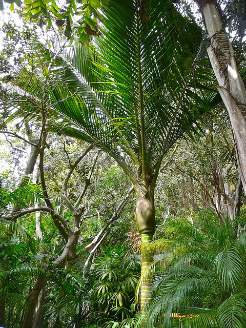 IPS_PalmSociety's tweet photo. No.35 is Rhopalostylis baueri. It is said to be faster-growing than the related Nikau palm of New Zealand, but otherwise similar. #99Palms 📷Kyle Wicomb @kwic13 https://t.co/PHx4ss2SE4