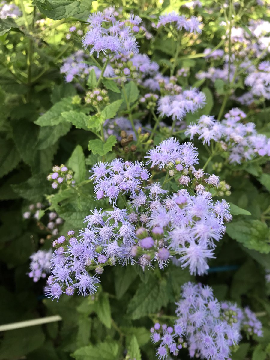 さおり V Tvittere この草花の名前が気になるなーってインターネットで調べてたんやけど 分からんくて手持ちの花図鑑で調べたら フジバカマ と判明した 紫色の花もあるのねー