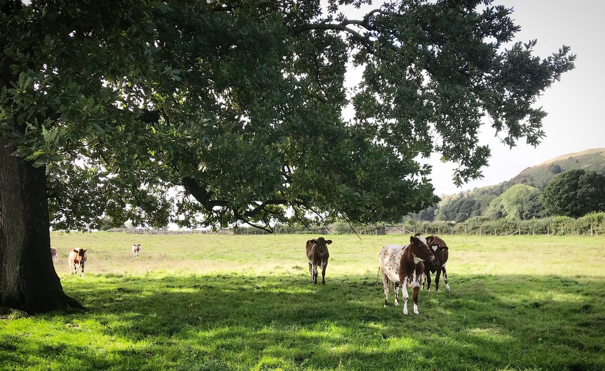 JRfromStrickley's tweet image. I won’t be in London for #PeoplesWalkforWildlife. I’ll be working on our farm, protecting and improving the farm and it’s countless wildlife habitats.

And if @ChrisGPackham et al desire a more wildlife rich countryside, they would do better to engage with farmers more often.