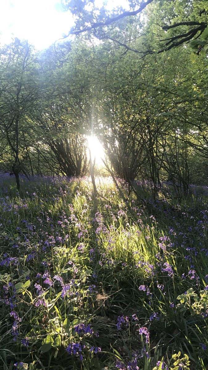 JRfromStrickley's tweet image. I won’t be in London for #PeoplesWalkforWildlife. I’ll be working on our farm, protecting and improving the farm and it’s countless wildlife habitats.

And if @ChrisGPackham et al desire a more wildlife rich countryside, they would do better to engage with farmers more often.