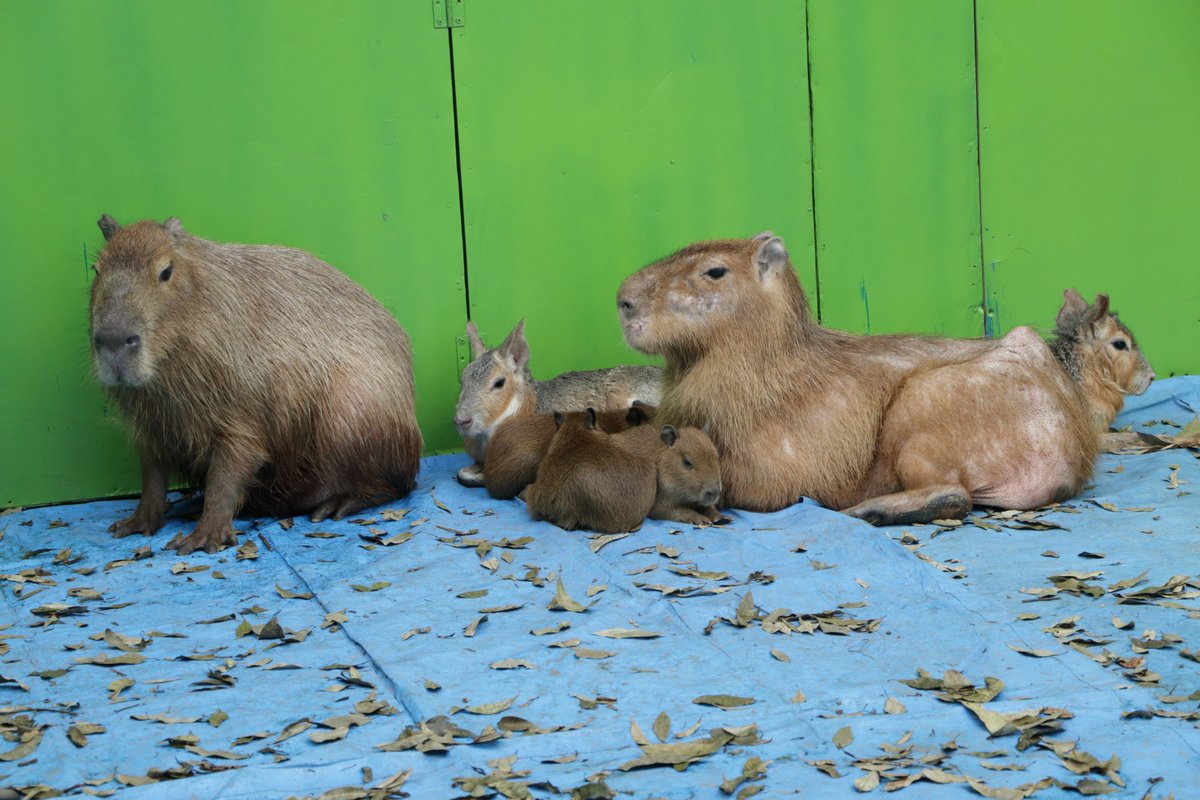 やまばと على تويتر カピバラ親子 カピバラ マーラ 東京動物専門学校 やまばと على تويتر カピバラ親子 カピバラ マーラ 東京動物専門学校