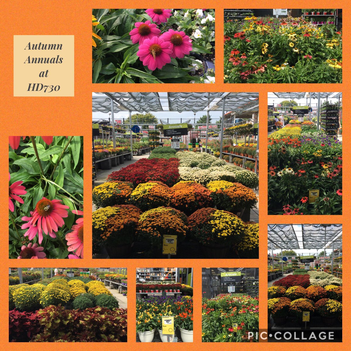 7Karthur's tweet photo. 🍁Happy Fall Y’all from Kingston Pike Home Depot!🍁 #HD730 #Knoxville @jaybisping @Jaydeckard @RyanDon77463401 #TheGreenTeam @VWIGreenhouse #mums #coneflowers #ILoveFall https://t.co/zTvWTbJilH