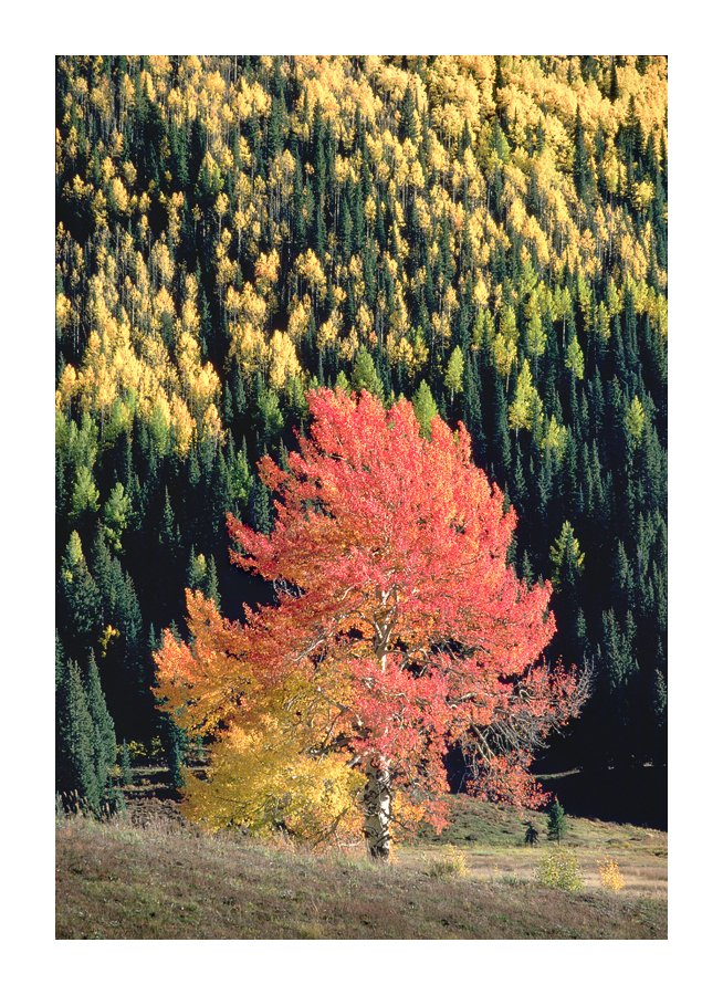 progreyusa's tweet photo. Welcome Autumn with a 15% sitewide discount! 4 days only! Use the discount code FALLCOLORS
 Aspen Forest, Autumn. Colorado. Copyright © Lynn Radeka. All rights reserved. https://t.co/sUhTz78De2