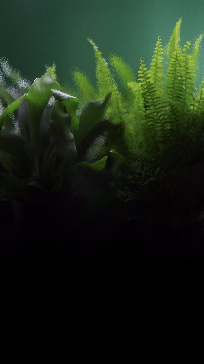 New collection coming soon. #art #plants #artist