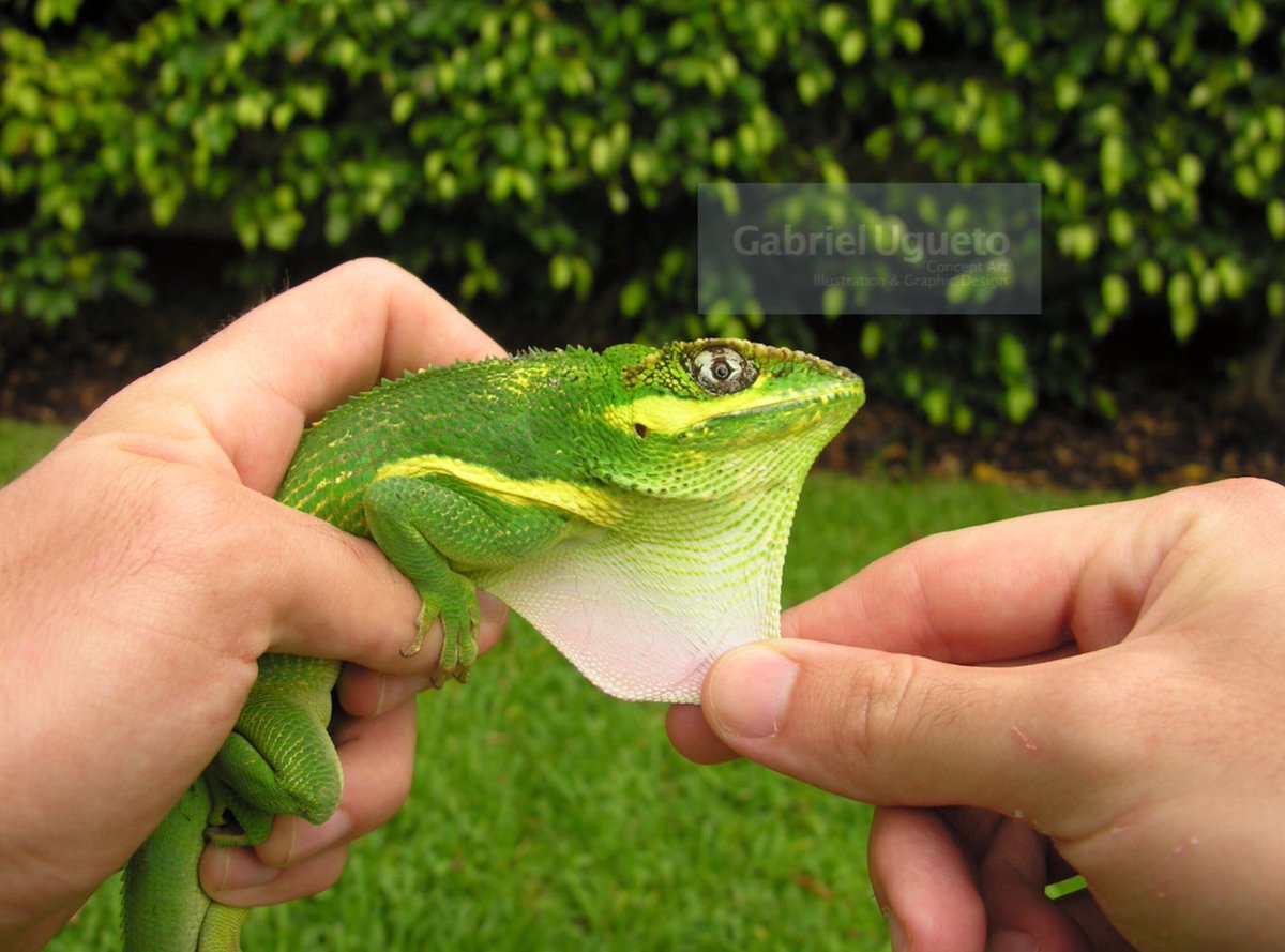 SquaMatesPod's tweet photo. Episode 4 is up! In this one we have some strong opinions about introduced exotic reptiles and amphibians https://t.co/J4zua8kS8C like this Cuban Knight Anole from Cuba but now widely introduced in Florida and Hawaii #squamatespod #herpetology https://t.co/fhh5CY45al