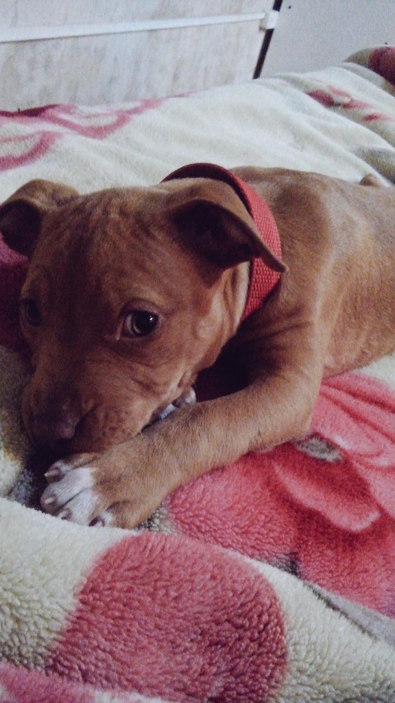since1996black's tweet photo. 2 años y contando Atenas...☀️🐶❤ https://t.co/UN65vqwpYp