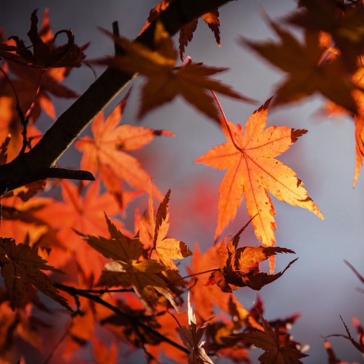 TheGustHauf's tweet photo. Hello, Autumn! Who else is looking forward to all the goodness this season brings? https://t.co/pylWENbk1I