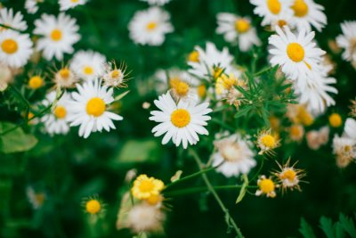 SchoolFundingUK's tweet photo. £500 grants available for young people to set up a project that celebrates UK native wildflowers and fungi. Deadline 28th September 2018 so get writing your applications! #growwild https://t.co/SXWKWsp9UJ https://t.co/zBoSYEooKU